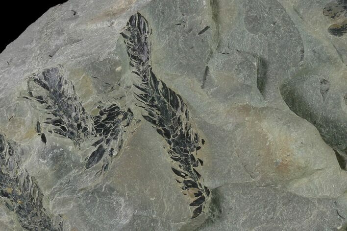 Fossil Flora (Sphenopteris & Lycopodites) Plate - Kentucky #138538